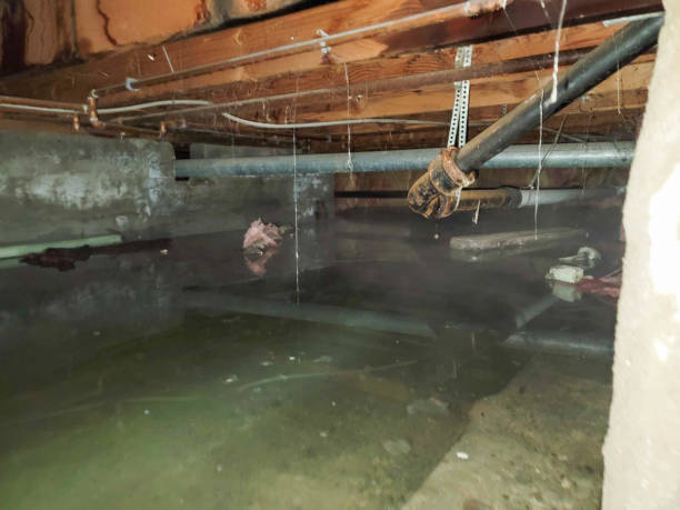 Best Flood restoration services  in Whiting, WI